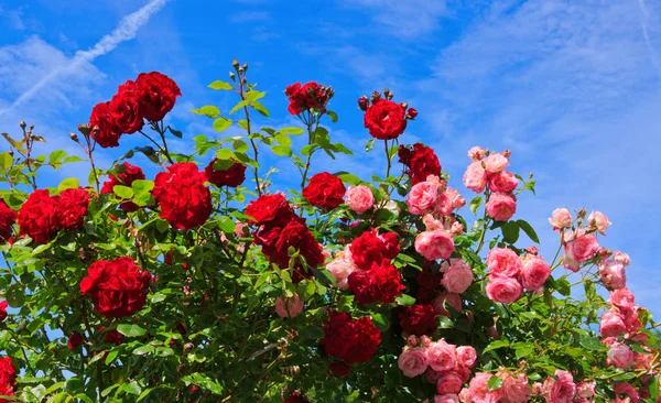 Red and pink roses on sunny sky background.