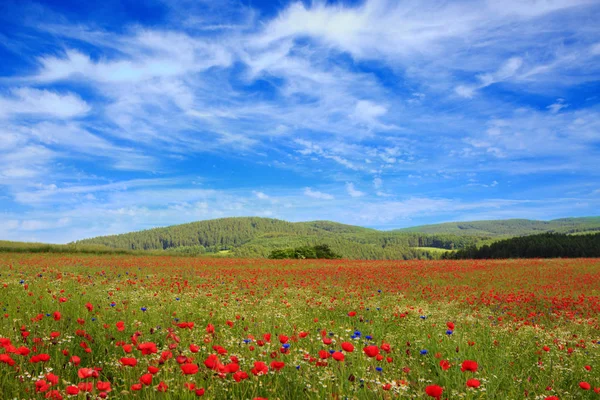 Wilder Mohn Blumen auf blauem Himmel Hintergrund. — Stockfoto