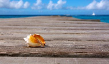 Tahta zemin üzerinde deniz kabuğu.