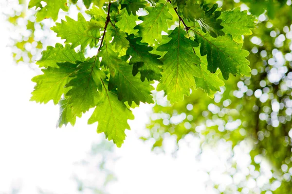 Frühling Hintergrund mit grünen Blättern. — Stockfoto