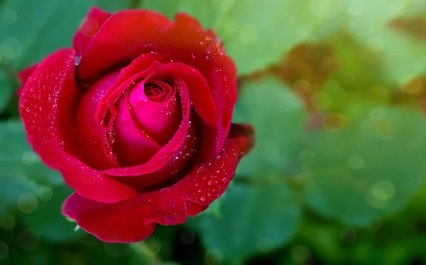 Beautiful red rose closeup. — Stock Photo, Image