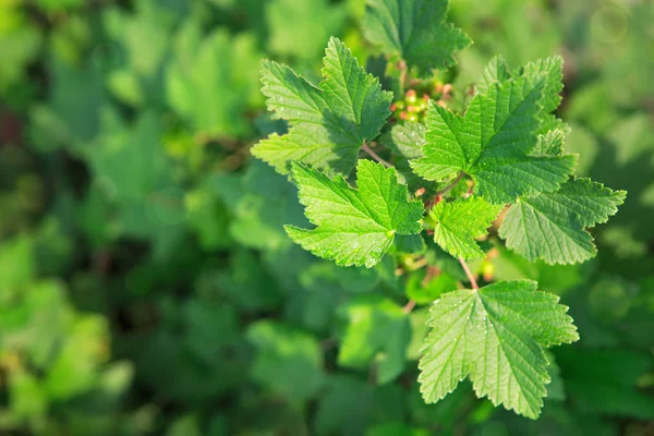 Bush de bayas de grosella — Foto de Stock