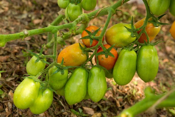 Groei rijpe peper tomaten in kas. — Stockfoto