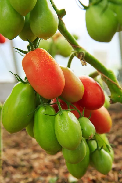 Crecimiento de tomates de pimienta maduros en invernadero. —  Fotos de Stock