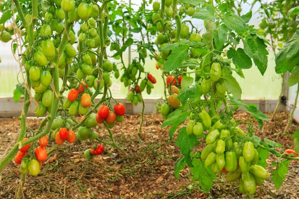 Groei rijpe peper tomaten in kas. — Stockfoto