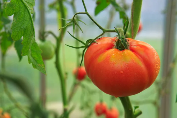 Reife natürliche große Tomaten . — Stockfoto