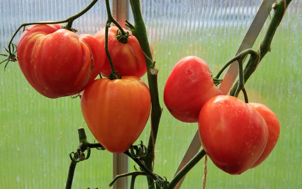 Ripe natural orange russian tomatoes . — Stock Photo, Image