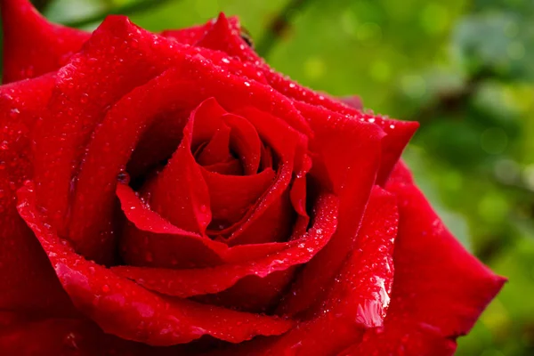Красива червона троянда крупним планом . — стокове фото