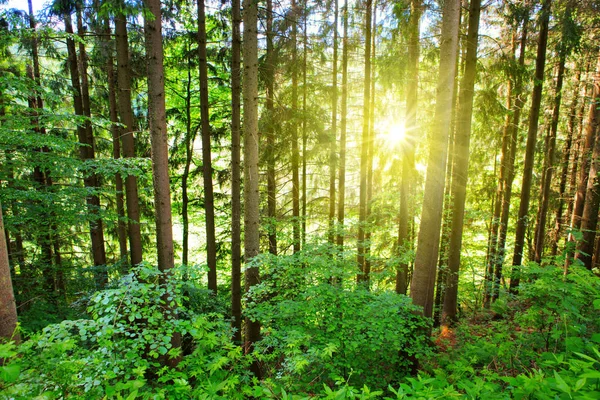 Sol en el bosque de pinos . — Foto de Stock