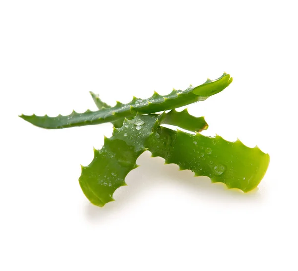 Aloe vera con gotas de agua aisladas  . — Foto de Stock