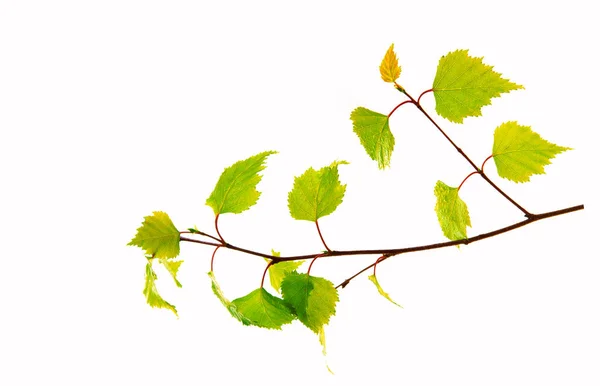 Birch leaves isolated on the white background. — Stock Photo, Image