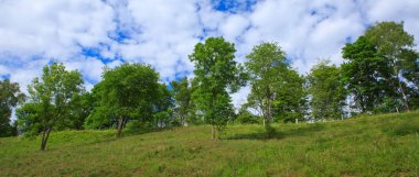 Ağaçlar yeşil çayır üzerinde.