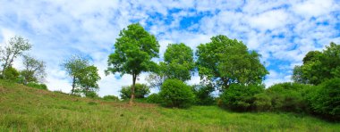Ağaçlar yeşil çayır üzerinde.