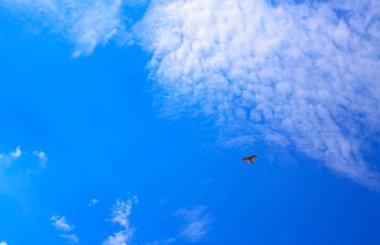 Bulutların üzerinde mavi bir gökyüzü uçan kuş.