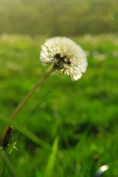 Dandelion isolated on green. — Stock Photo, Image