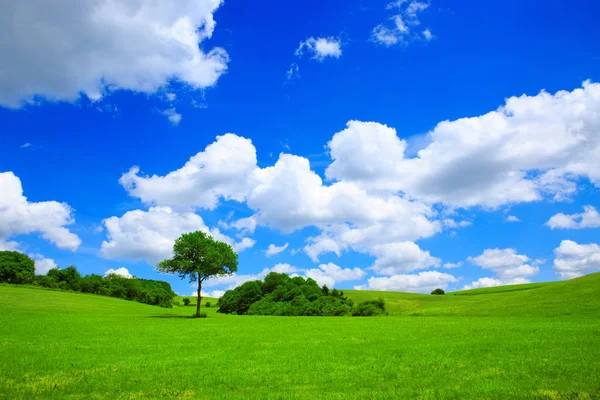 Träd på en grön äng och blå himmel. — Stockfoto