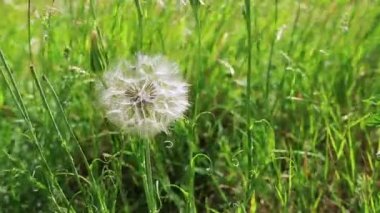 Karahindiba tohum Rüzgar.