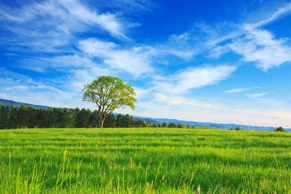 Single tree and blue sky. — Stock Photo, Image