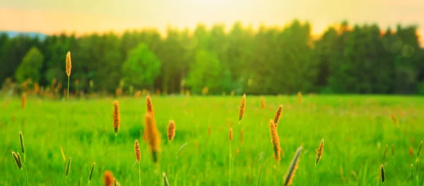 Plantas selvagens enquadrando o sol  . — Fotografia de Stock