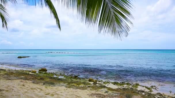 Mar Caribe y hojas de palmera . — Vídeos de Stock