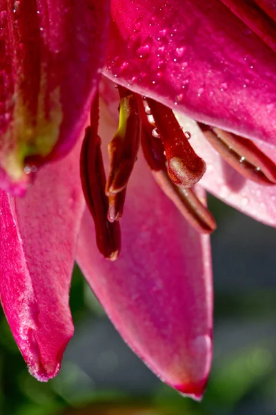 Close up de lírio rosa e gotas de água . — Fotografia de Stock