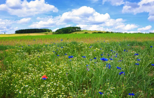 Wildblumenfeld im sonnigen Sommertag. — Stockfoto