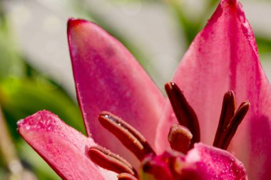 Pembe lily ve su damlaları yakın çekim.