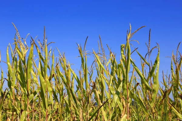 Campo de milho verde sobre o céu azul . — Fotografia de Stock