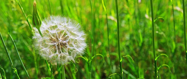 Spring flowers dandelions in green grass. — Stock Photo, Image