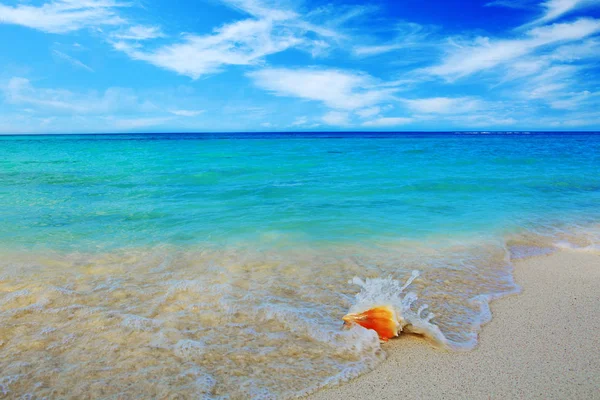 카리브해 해변에 있는 조개껍데기. — 스톡 사진