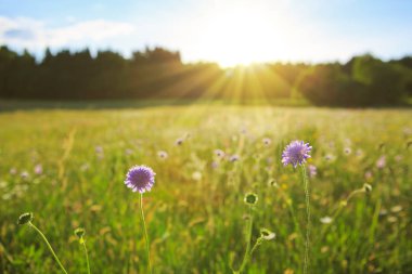 Günbatımında Bloomin Scabiosa caucasica çiçekler.