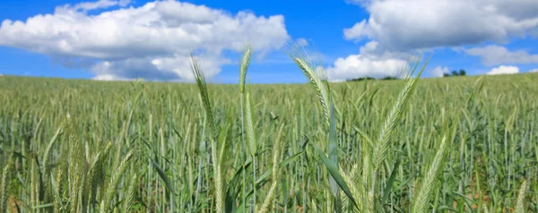 Pole zelené pšenice a modrá obloha. — Stock fotografie
