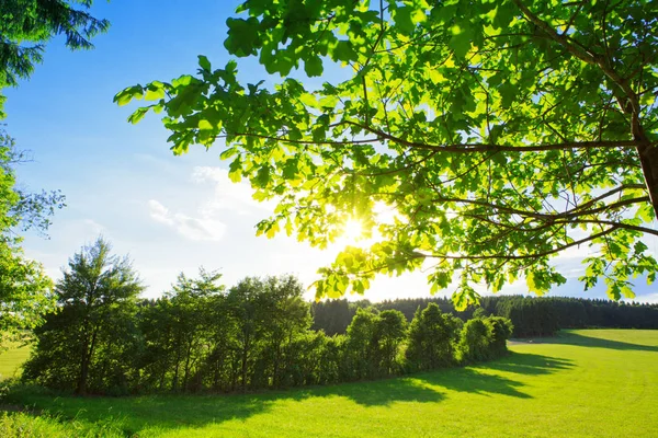 阳光穿过一棵雄伟的绿树. — 图库照片