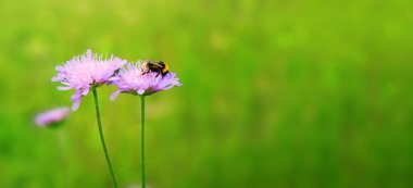 Arı ve mor çiçek makro çekim.