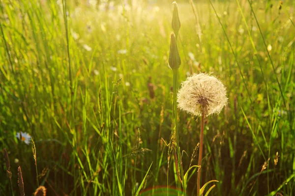 Dandelions in green grass. — Stock Photo, Image