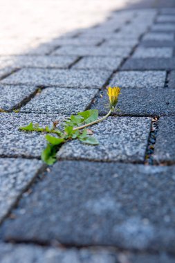 Dandelions yerdeki taşları arasında.