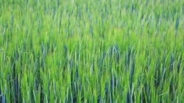 Yeşil arpa alan güneşli.