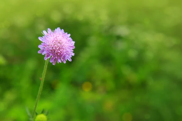 Makro skott på Lila blomma. — Stockfoto