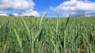 Yeşil buğday tarlası ve mavi gökyüzü.