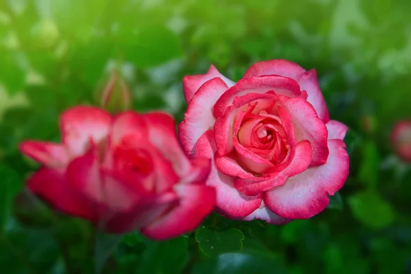 Rosa Ros med droppar på grön bakgrund. — Stockfoto