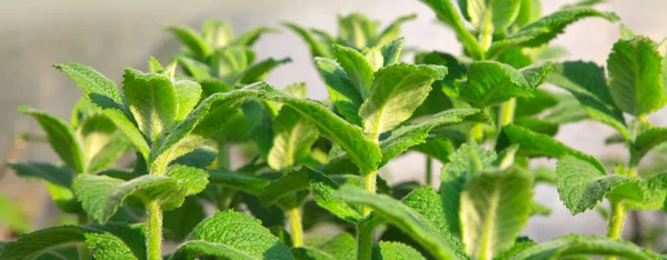 Vedere de aproape a unei plante de mentă . — Fotografie, imagine de stoc