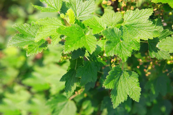 Bush buah beri kismis — Stok Foto