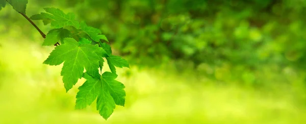 Green maple leaves over blurred foliage background. — Stock Photo, Image