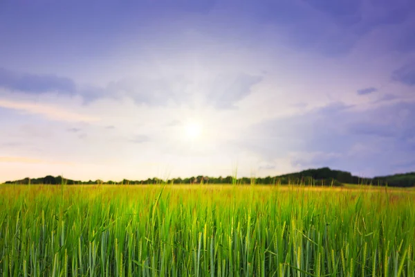 Sunset on green barley field . — Stock Photo, Image