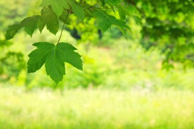 Bulanık yeşillik arka plan üzerinde yeşil akçaağaç yaprakları.