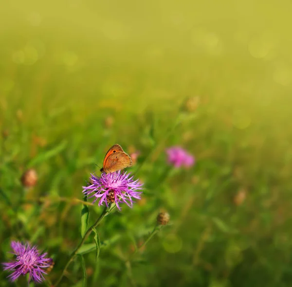 蝴蝶和玉米花上的宏观镜头. — 图库照片