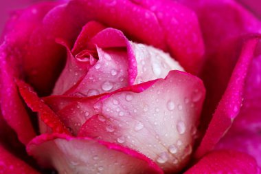 Pembe gül, su damlalarıyla yakın plan..