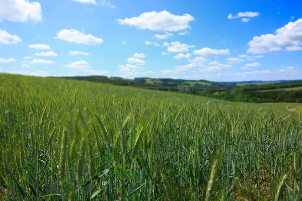 Campo de trigo verde e céu azul. — Fotografia de Stock