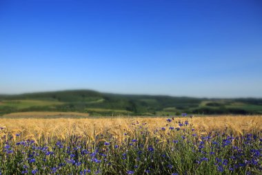 buğday alanında mavi peygamber.
