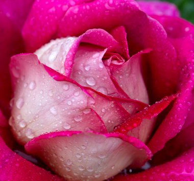 Pembe gül, su damlalarıyla yakın plan..